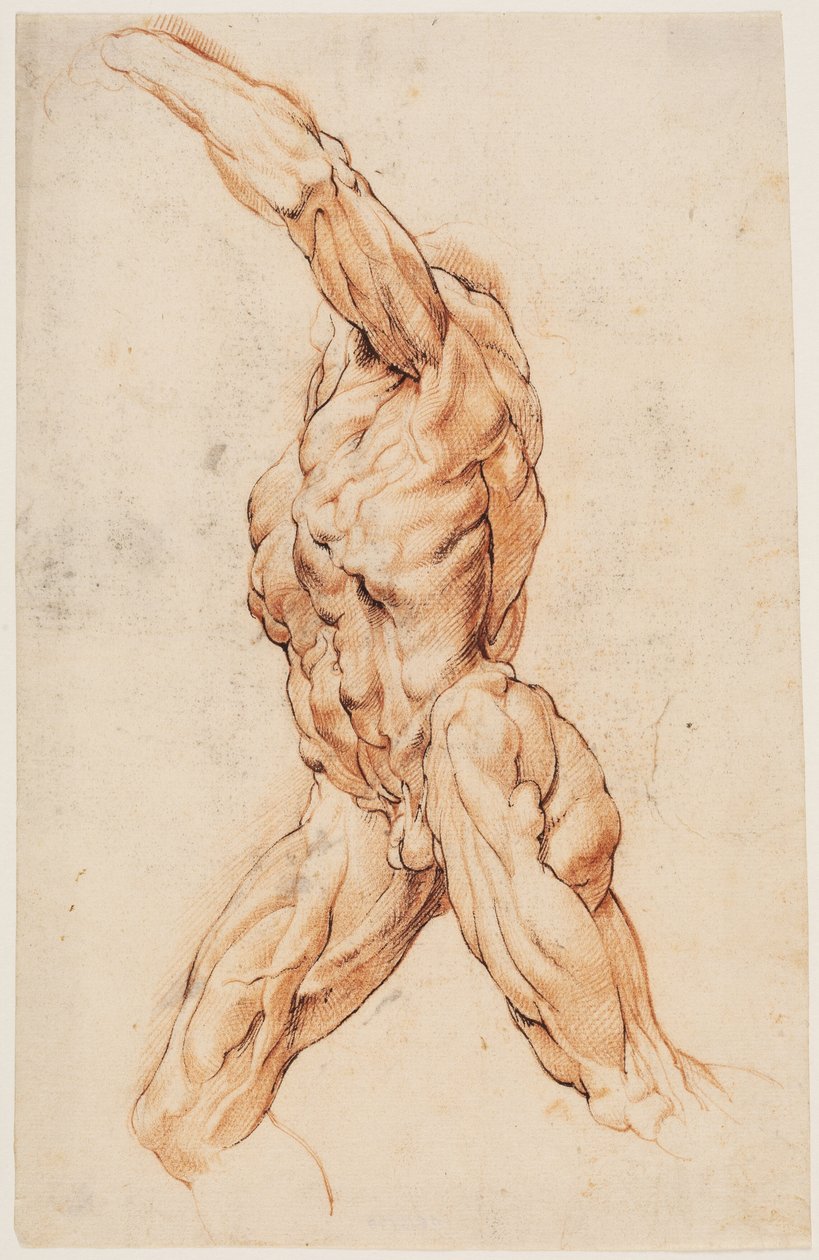 Étude anatomique (écorchés). Homme écorché marchant tourné vers la gauche - Willem Panneels