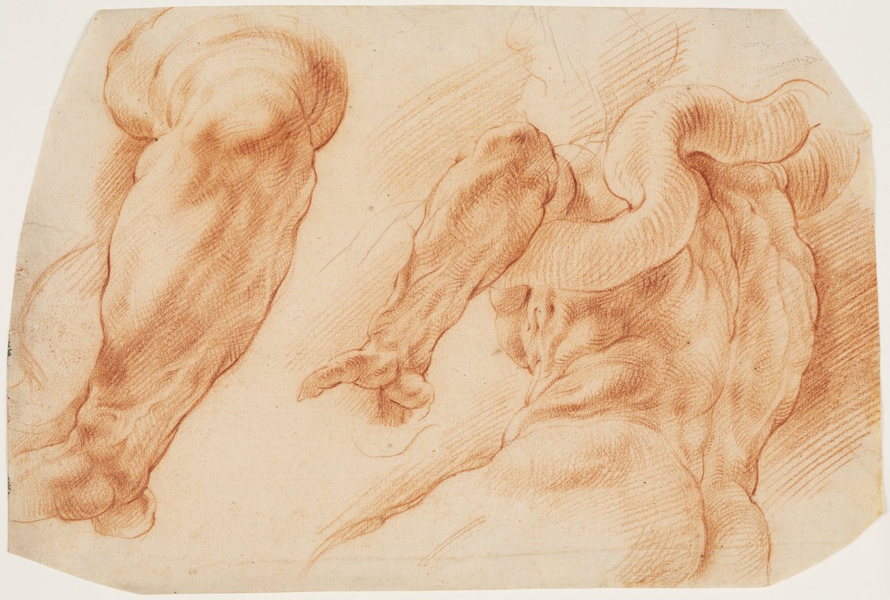 Laocoon. Études du bras gauche de Laocoon et du dos de son torse vu de gauche et de dessous - Willem Panneels