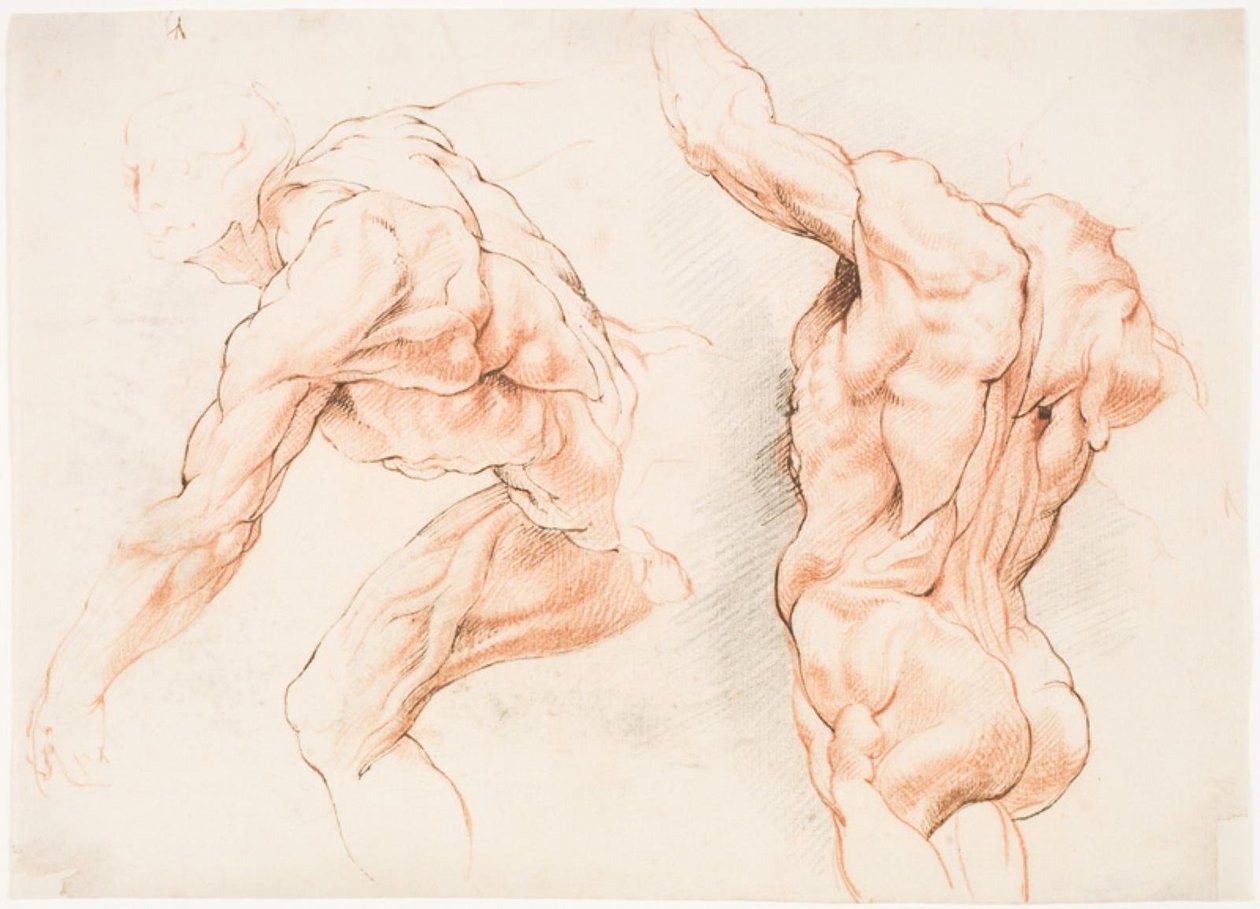 Deux études anatomiques d