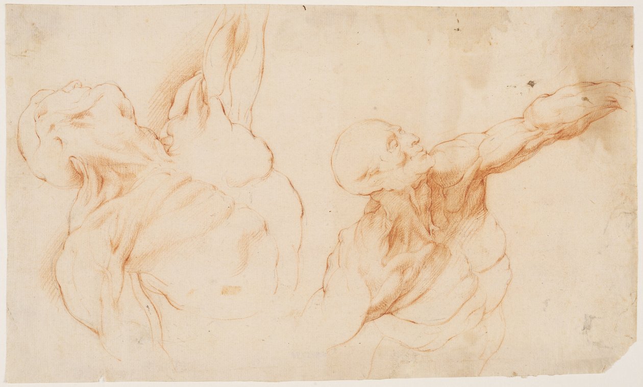 Deux études anatomiques (écorchés). Torse écorché d