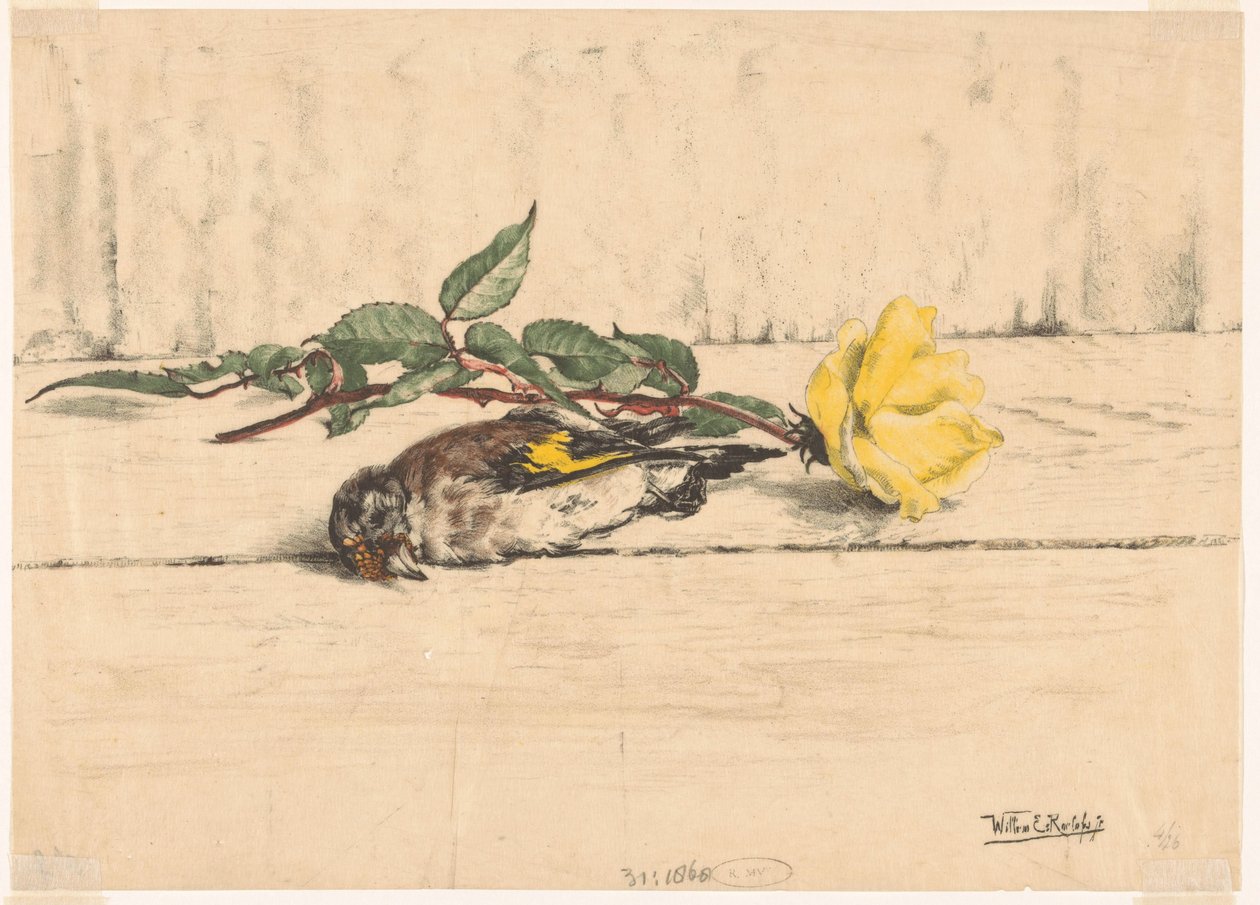 Chardonneret mort couché à côté d