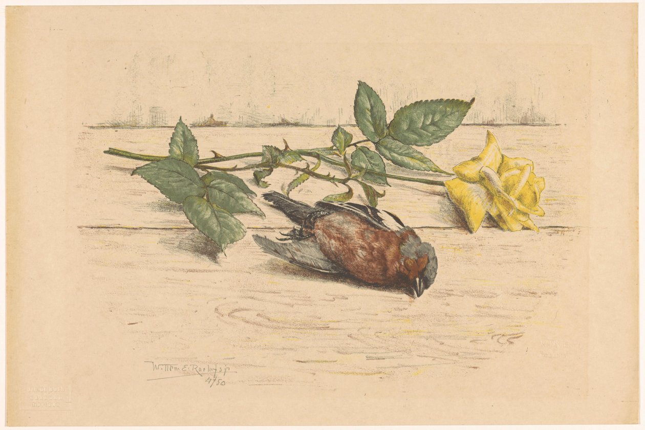 Pinson mort à côté d