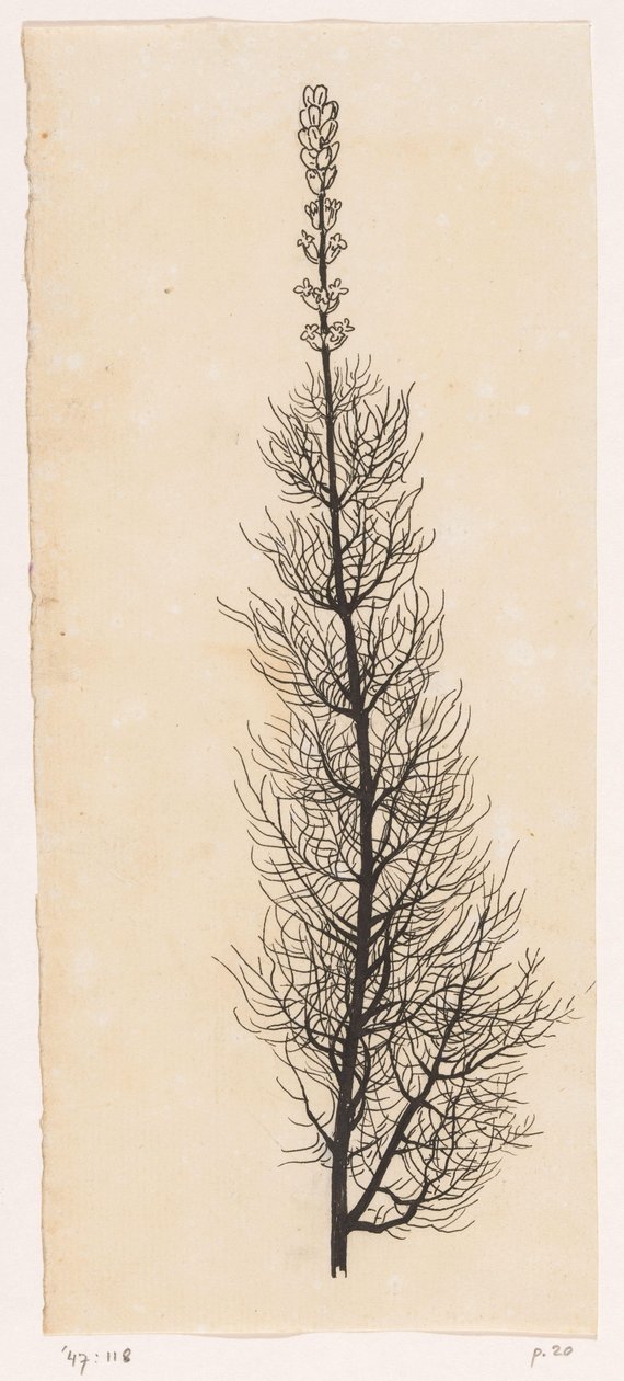 Achillée millefeuille - Willem Wenckebach