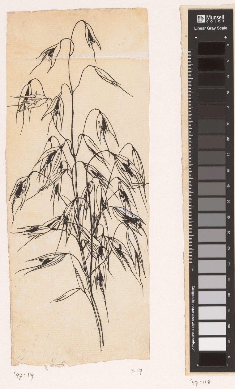 Avoine - Willem Wenckebach