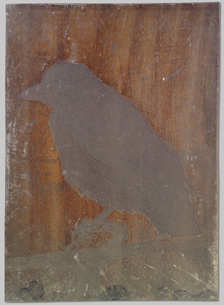 Le corbeau Ina - Willem Arnoldus Witsen