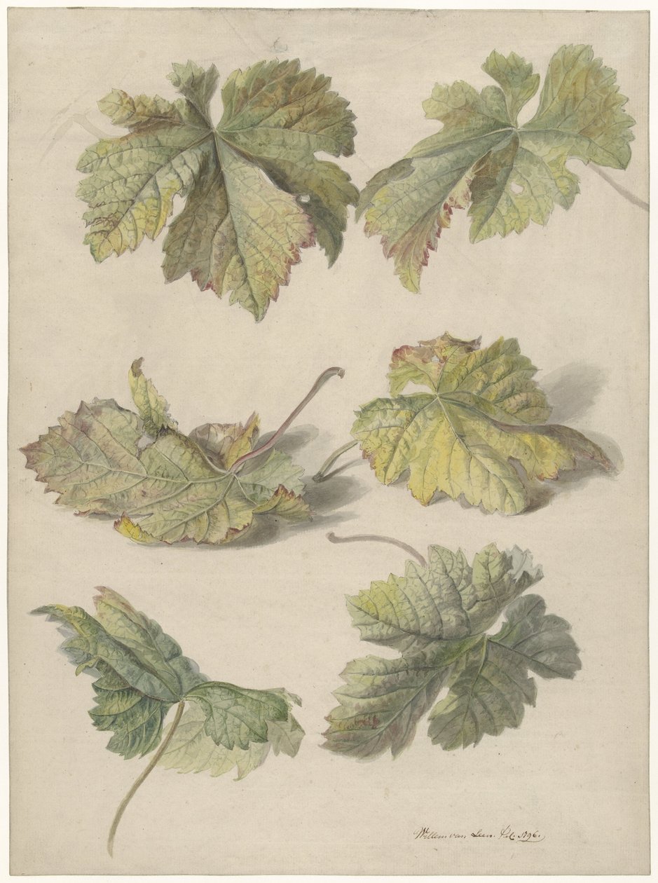 Études de feuilles de vigne - Willem van Leen