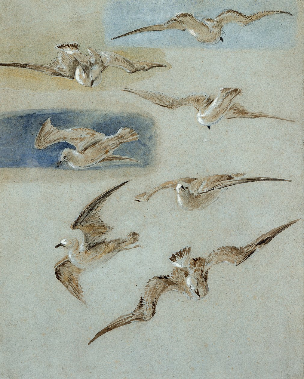Étude de mouettes - Clarkson Frederick Stanfield