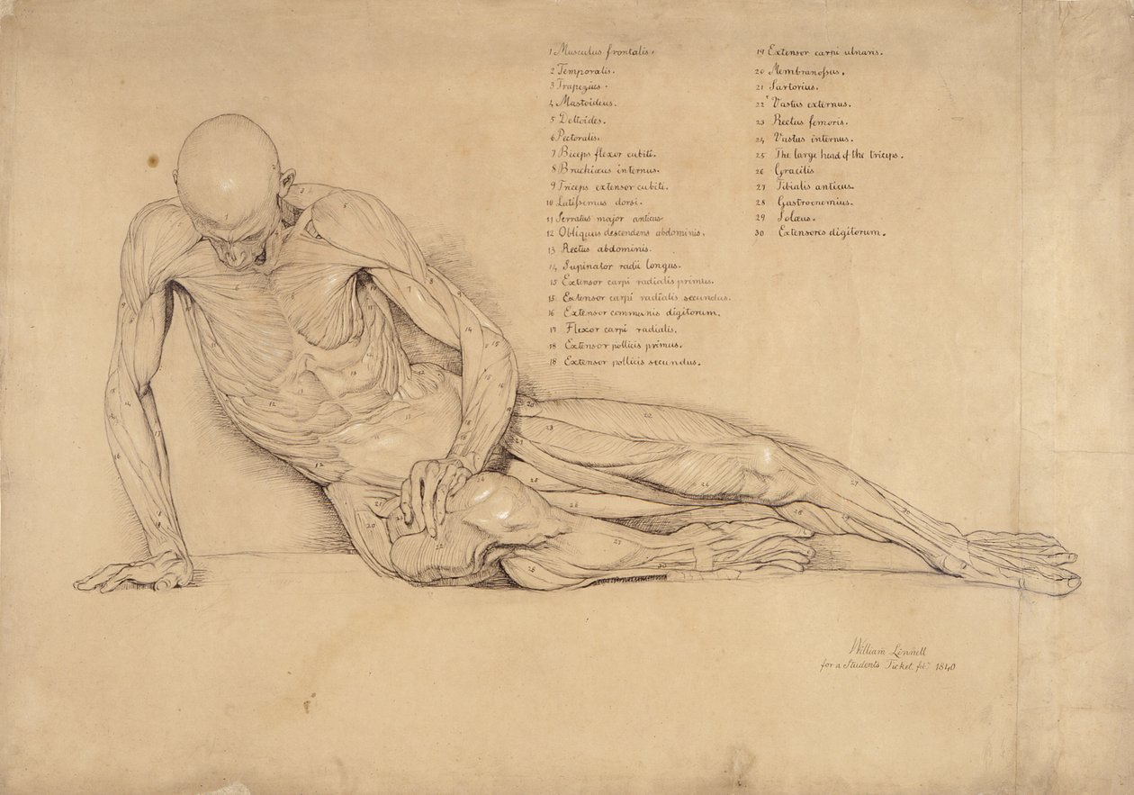 Une étude écorchée du Gaulois mourant, 1840 - William Linnell