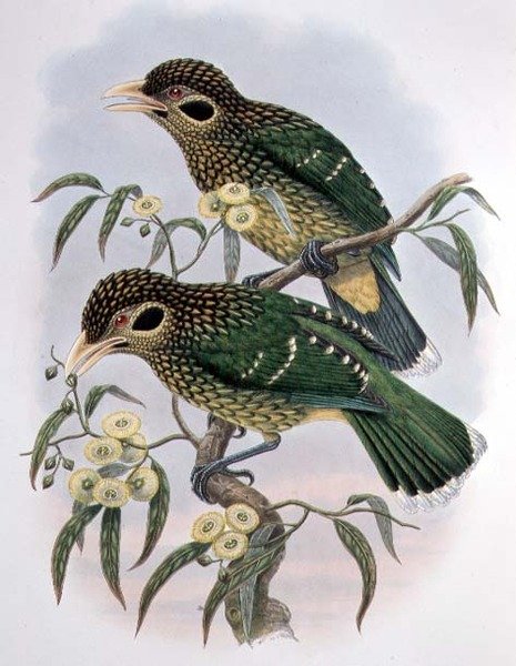 Ailuroedus Melanotis tacheté ou à oreilles noires - Oiseau de paradis - M. Hart
