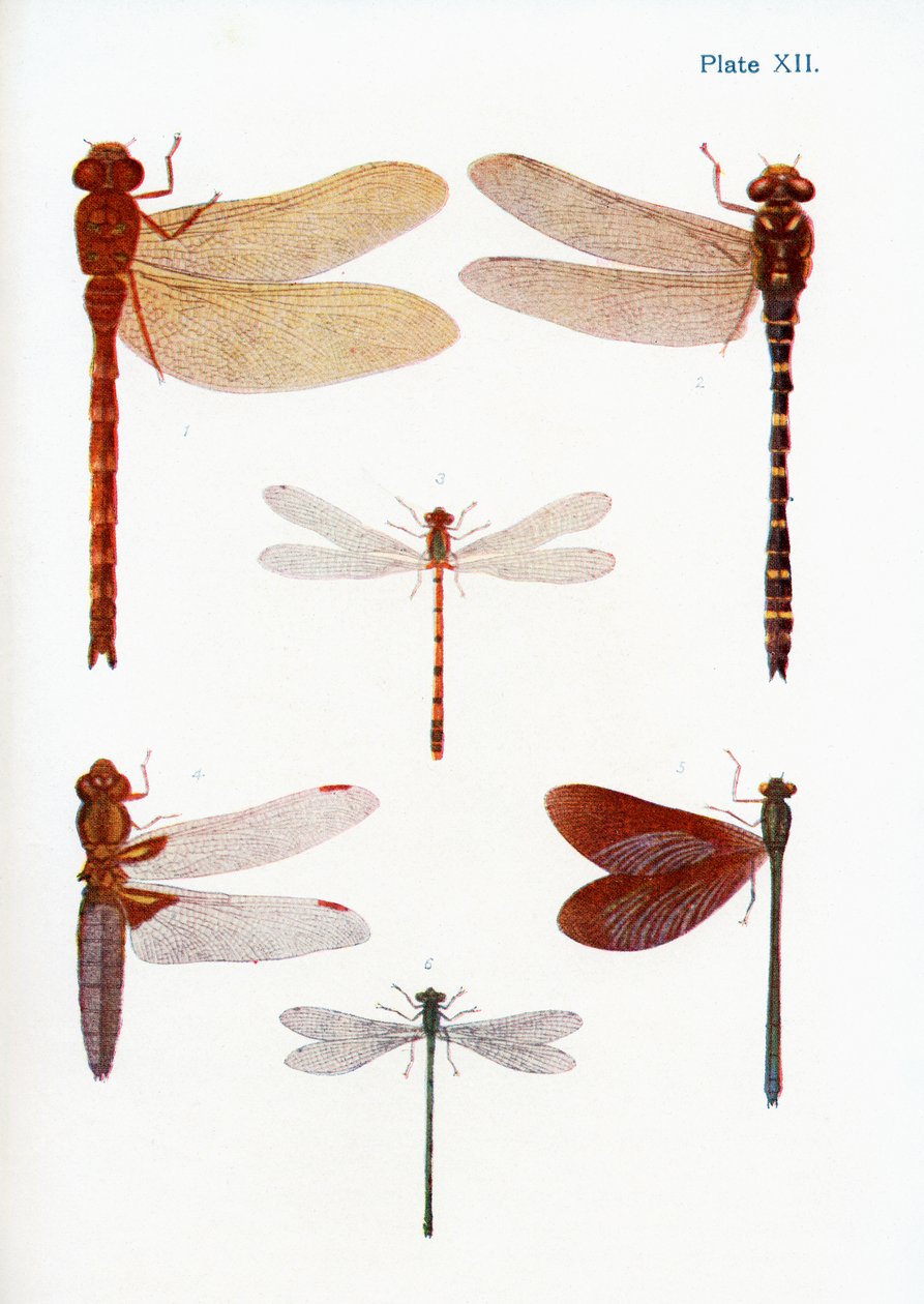 Différents types de libellules, illustration du livre Papillons, Mites et autres insectes et créatures de la campagne, publié 1927 - William Samuel Furneaux