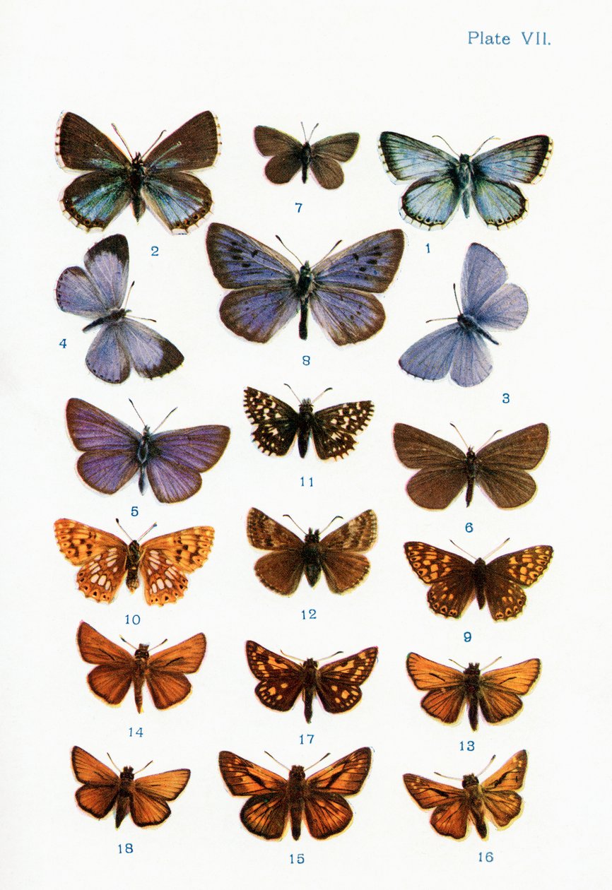 Différents types de papillons, illustration du livre Papillons, Mites et autres insectes et créatures de la campagne, publié 1927 - William Samuel Furneaux