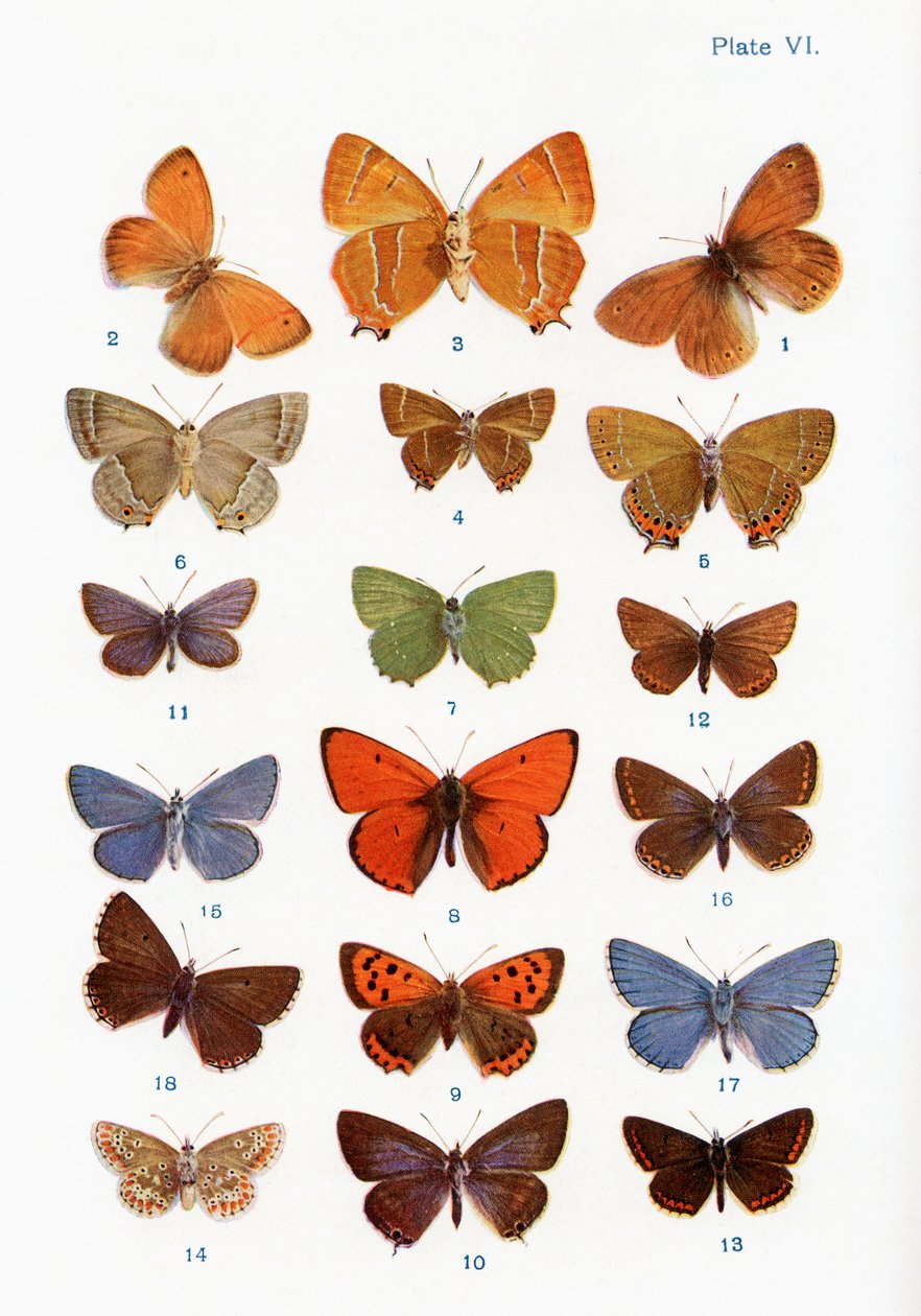 Différents types de papillons, illustration du livre Papillons, Mites et autres insectes et créatures de la campagne, publié 1927 - William Samuel Furneaux