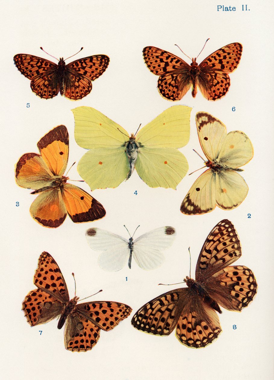 Différents types de papillons, illustration du livre Papillons, Mites et Autres Insectes et Créatures de la Campagne, publié en 1927 - William Samuel Furneaux
