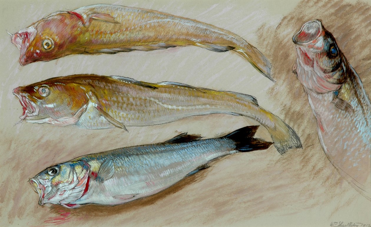 Étude de quatre poissons pour 