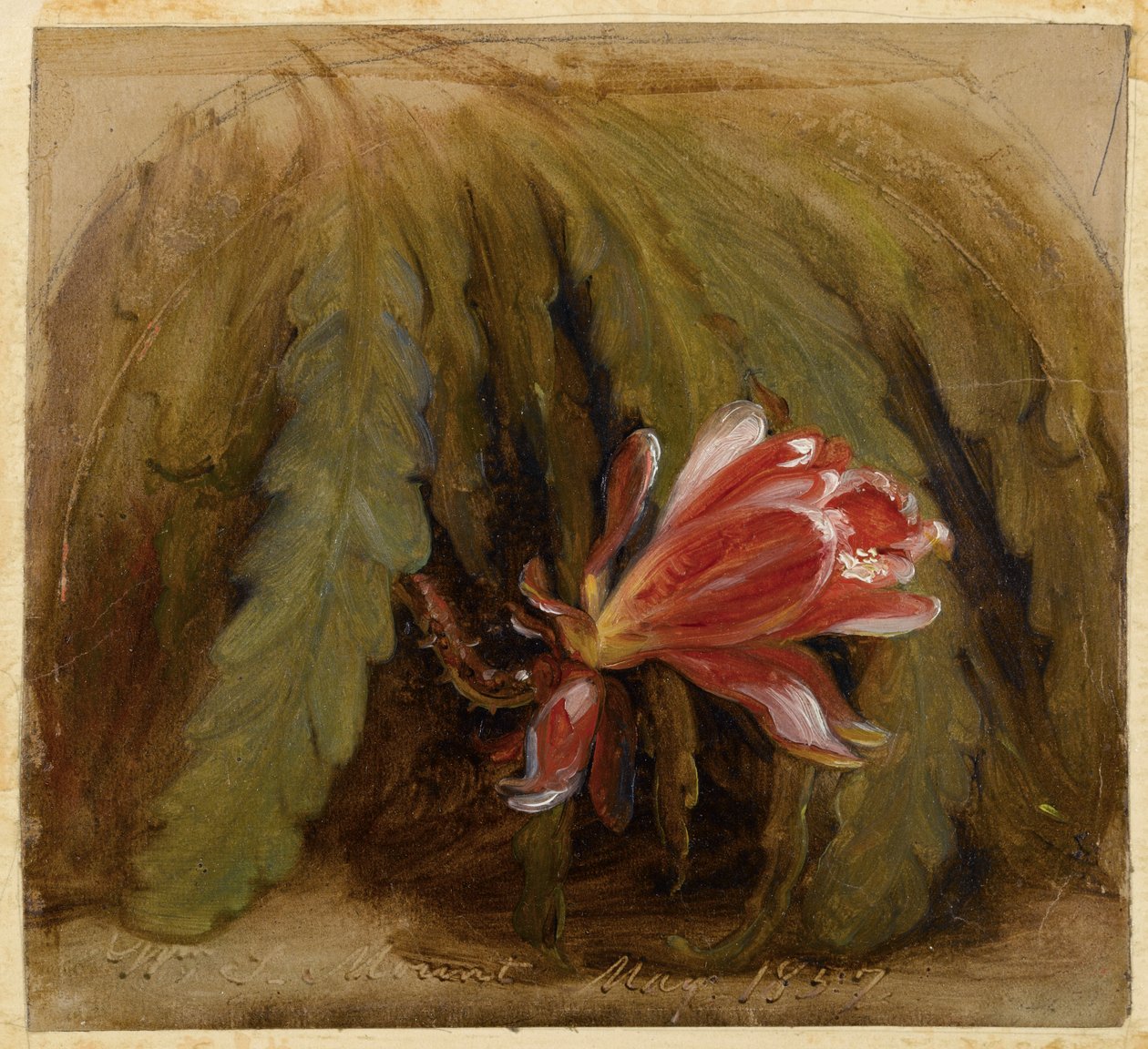 Cactus en Fleur, 1857 - William Sidney Mount