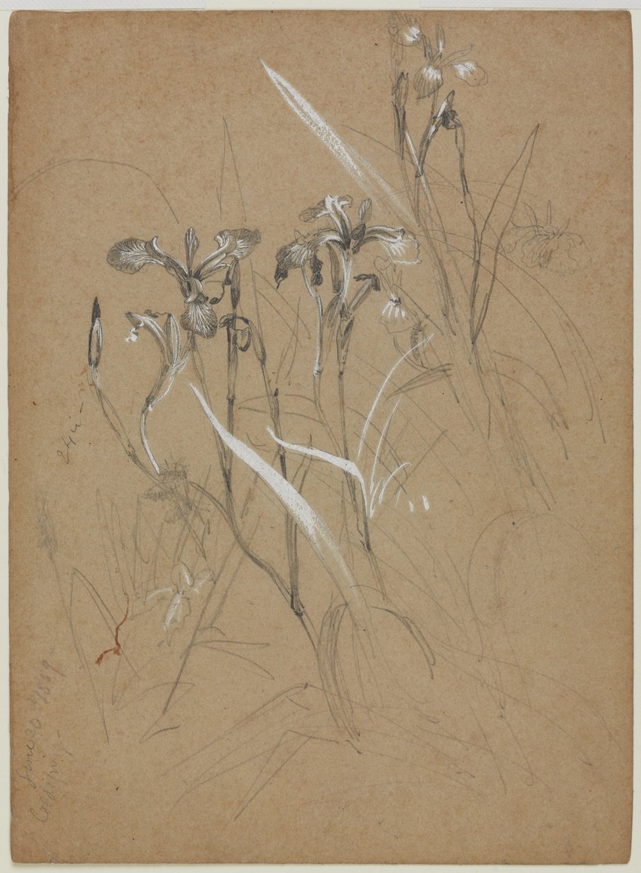 Étude de Plante, 30 Juin 1859 - William Trost Richards