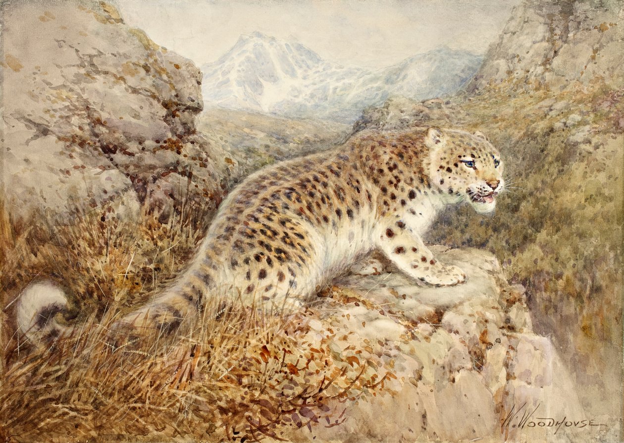 Léopard des neiges - William Woodhouse