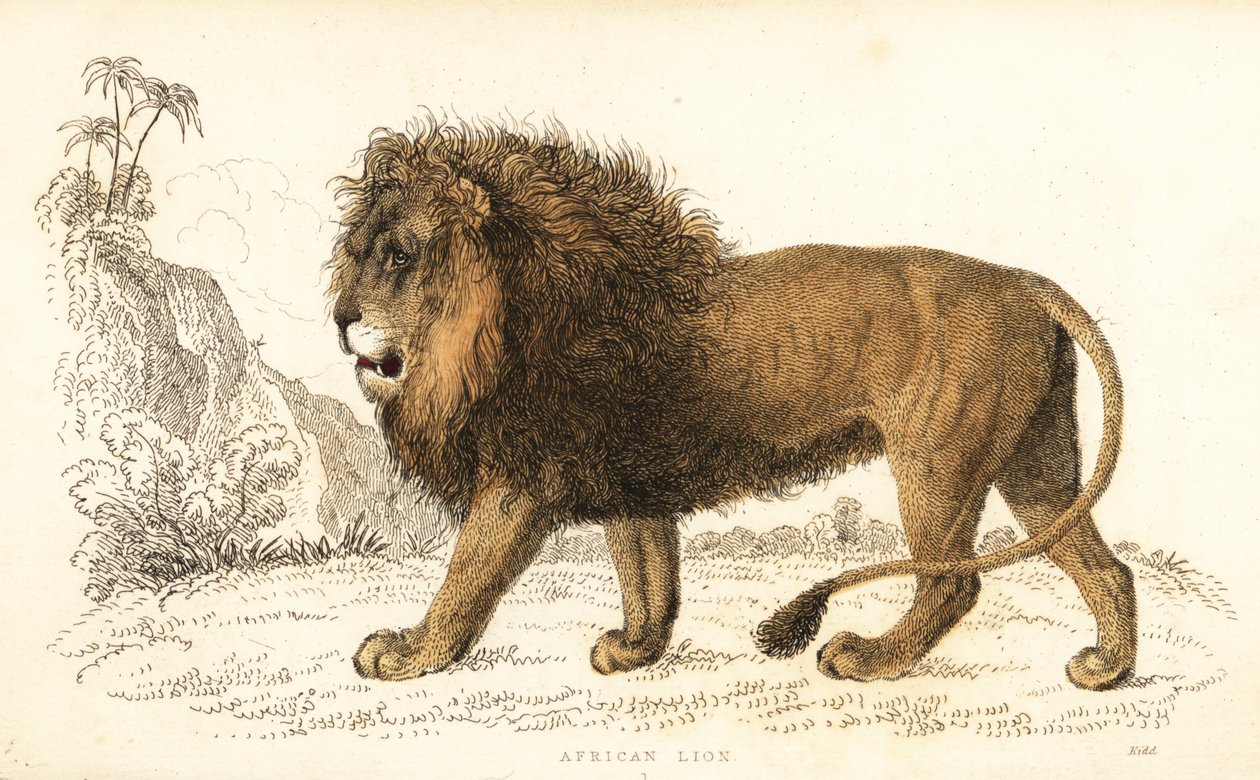 Lion d