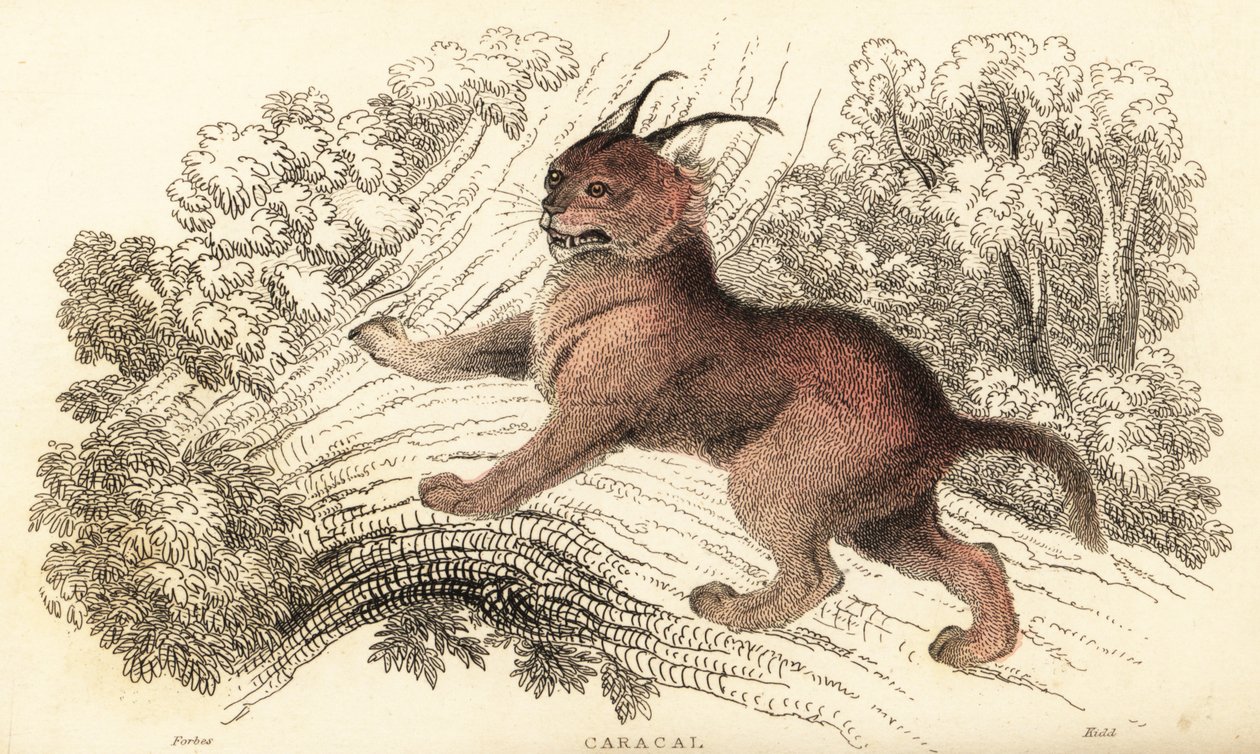 Caracal, Caracal caracal (gravure) - William Alexander Forbes