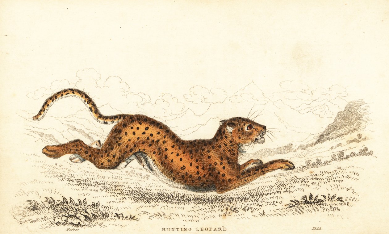 Guépard, Acinonyx jubatus, 1834 (gravure) - William Alexander Forbes