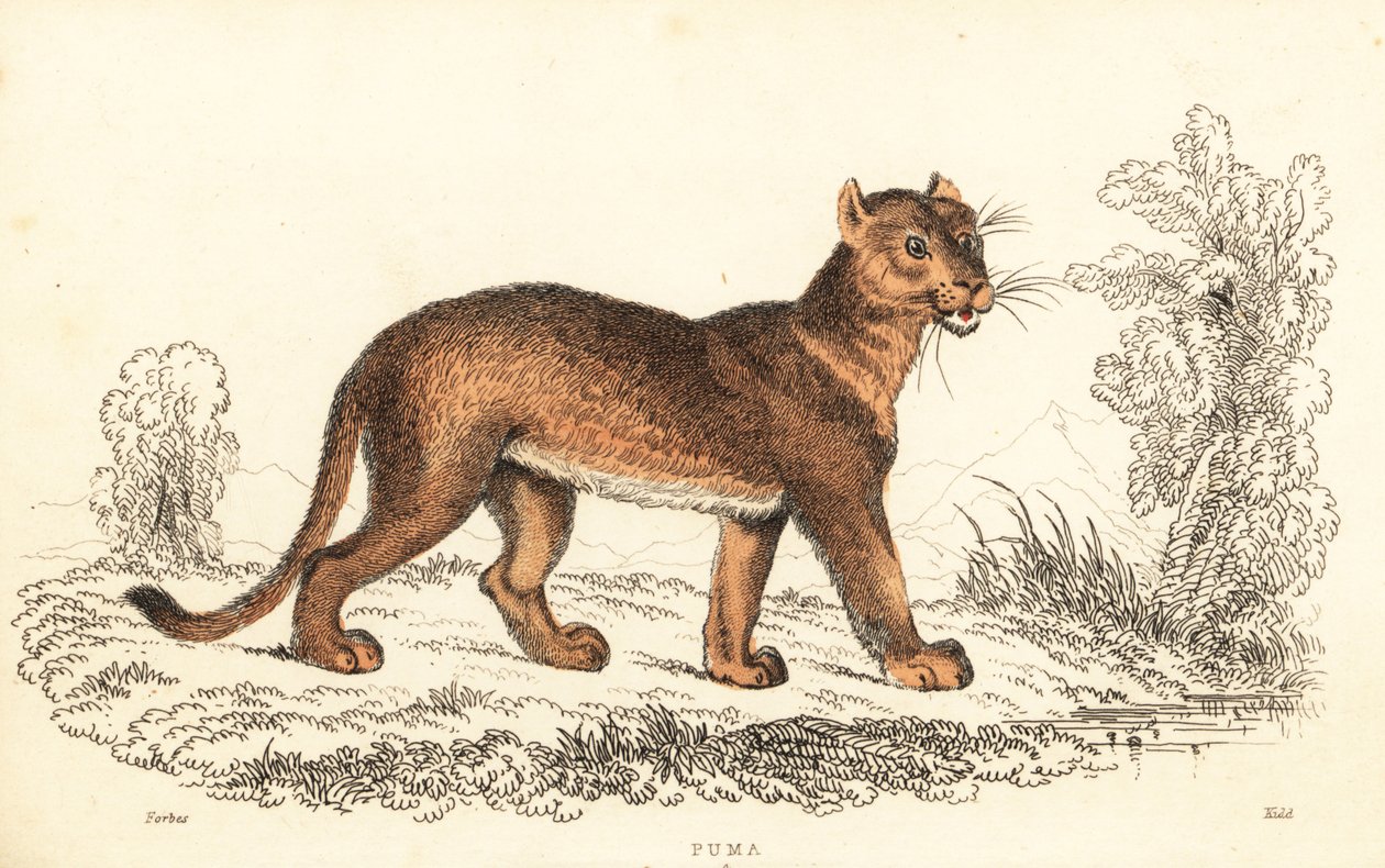 Cougar, Puma concolor, 1834 (gravure) - William Alexander Forbes