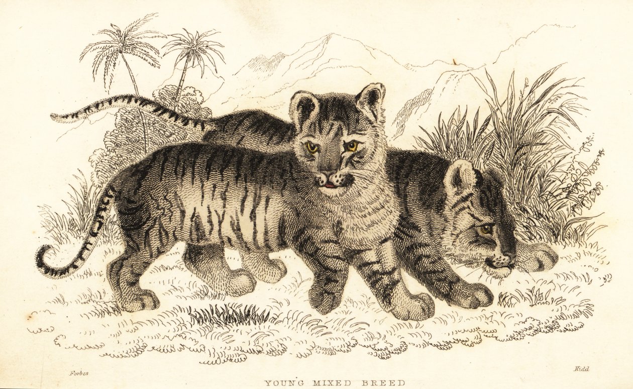 Lion et tigre hybrides, 1834 (gravure) - William Alexander Forbes