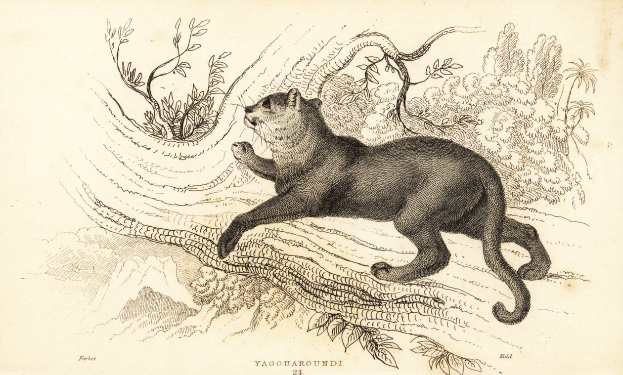 Jaguarundi, Puma yagouaroundi (gravure) - William Alexander Forbes