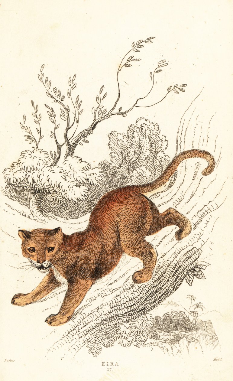 Jaguarondi, Puma yagouaroundi, 1834 (gravure) - William Alexander Forbes