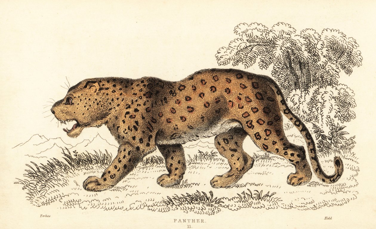 Léopard, Panthera pardus, vulnérable, 1834 (gravure) - William Alexander Forbes