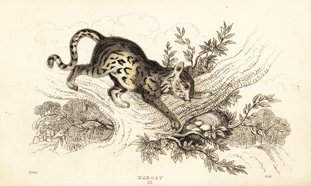 Margay, Leopardus wiedii, 1834 - William Alexander Forbes
