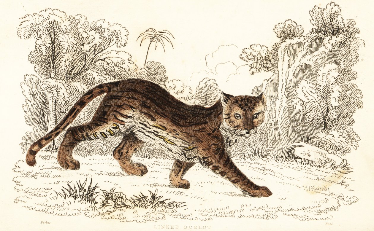 Margay, Leopardus wiedii catenata, 1834 - William Alexander Forbes