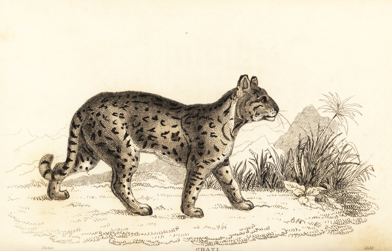 Ocelot, Leopardus pardalis mitis (gravure) - William Alexander Forbes