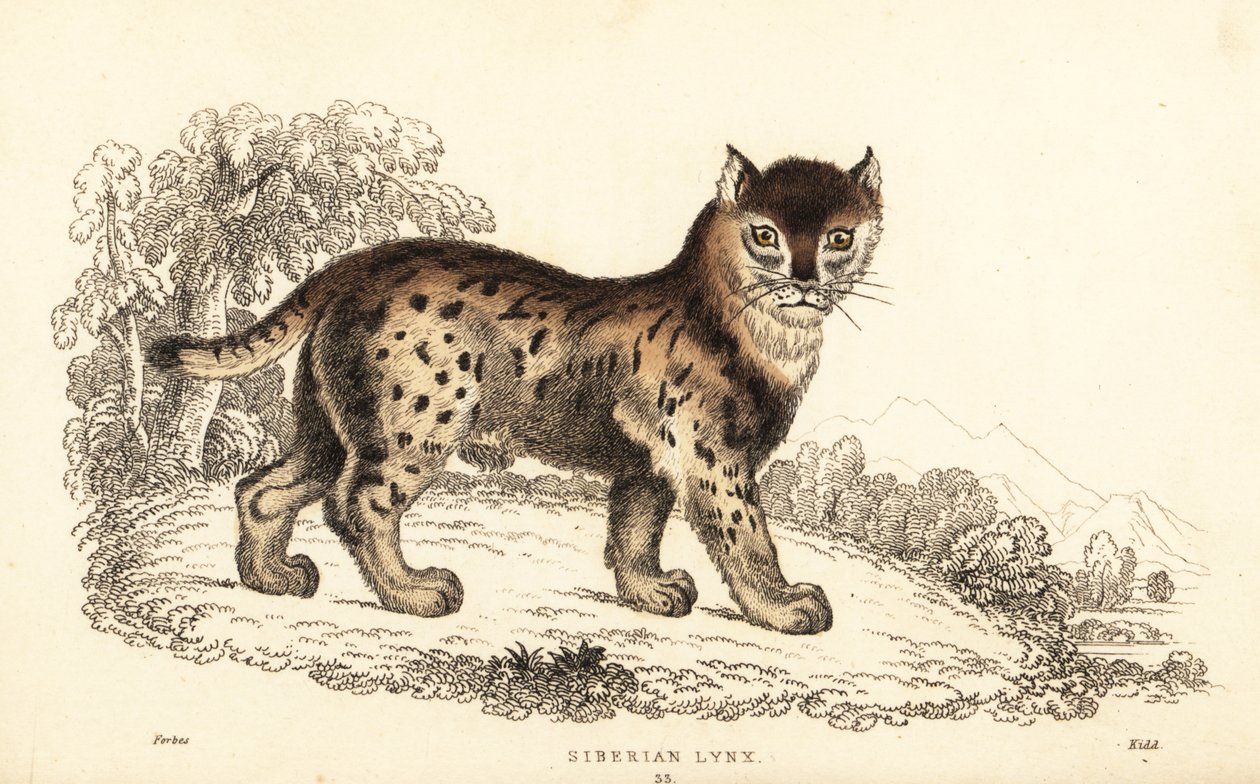Lynx de Sibérie, Lynx lynx wrangeli (Felis lynx), 1834 (gravure) - William Alexander Forbes