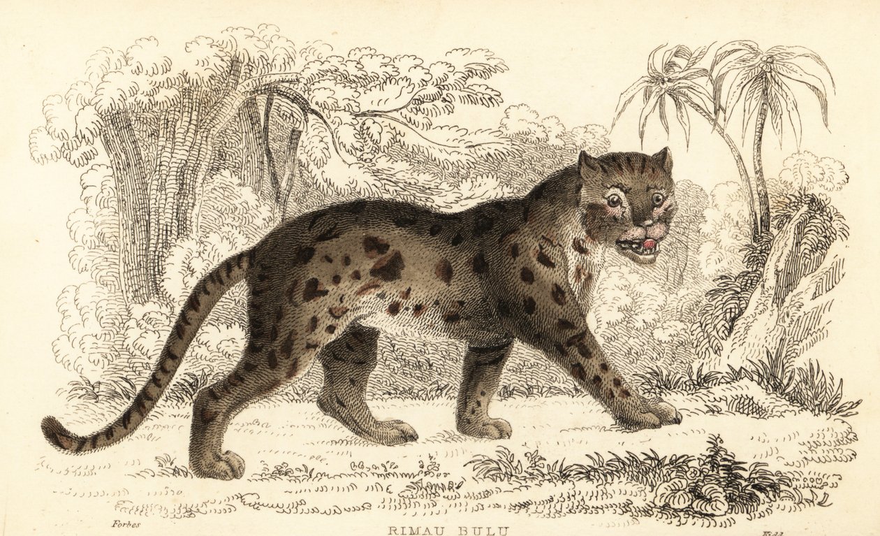 Chat léopard de Sunda, Prionailurus bengalensis subsp. sumatranus - William Alexander Forbes