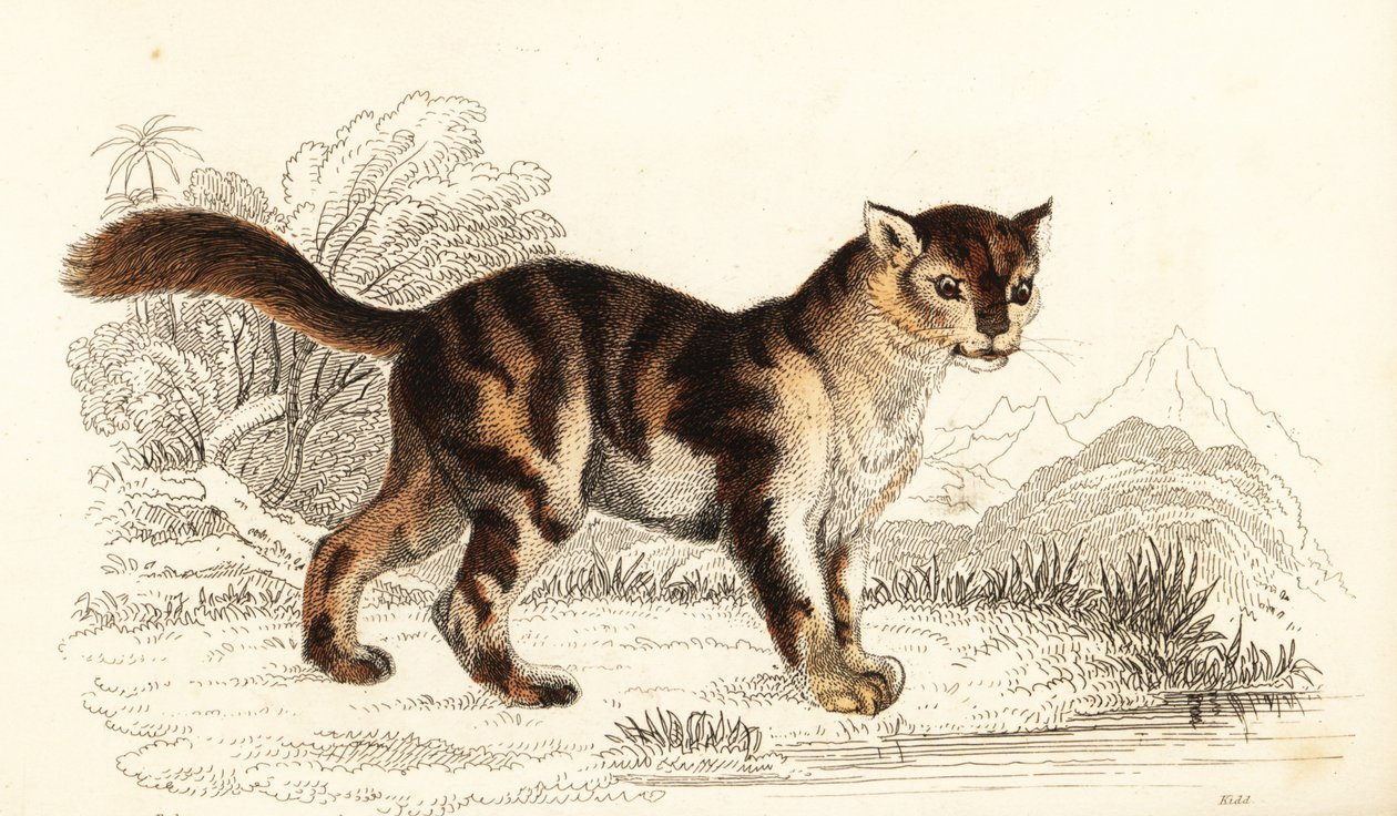 Chat écaille de tortue sauvage d
