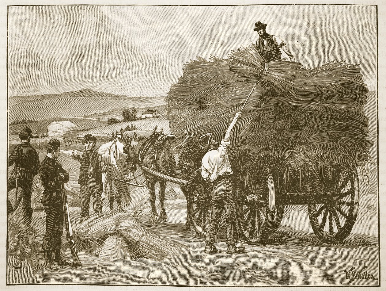 Le sauvetage des récoltes du capitaine Boycott, illustration de 