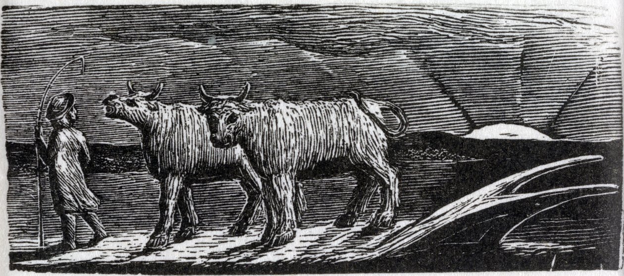 Génisses dételées flânant vers la maison, illustration de 