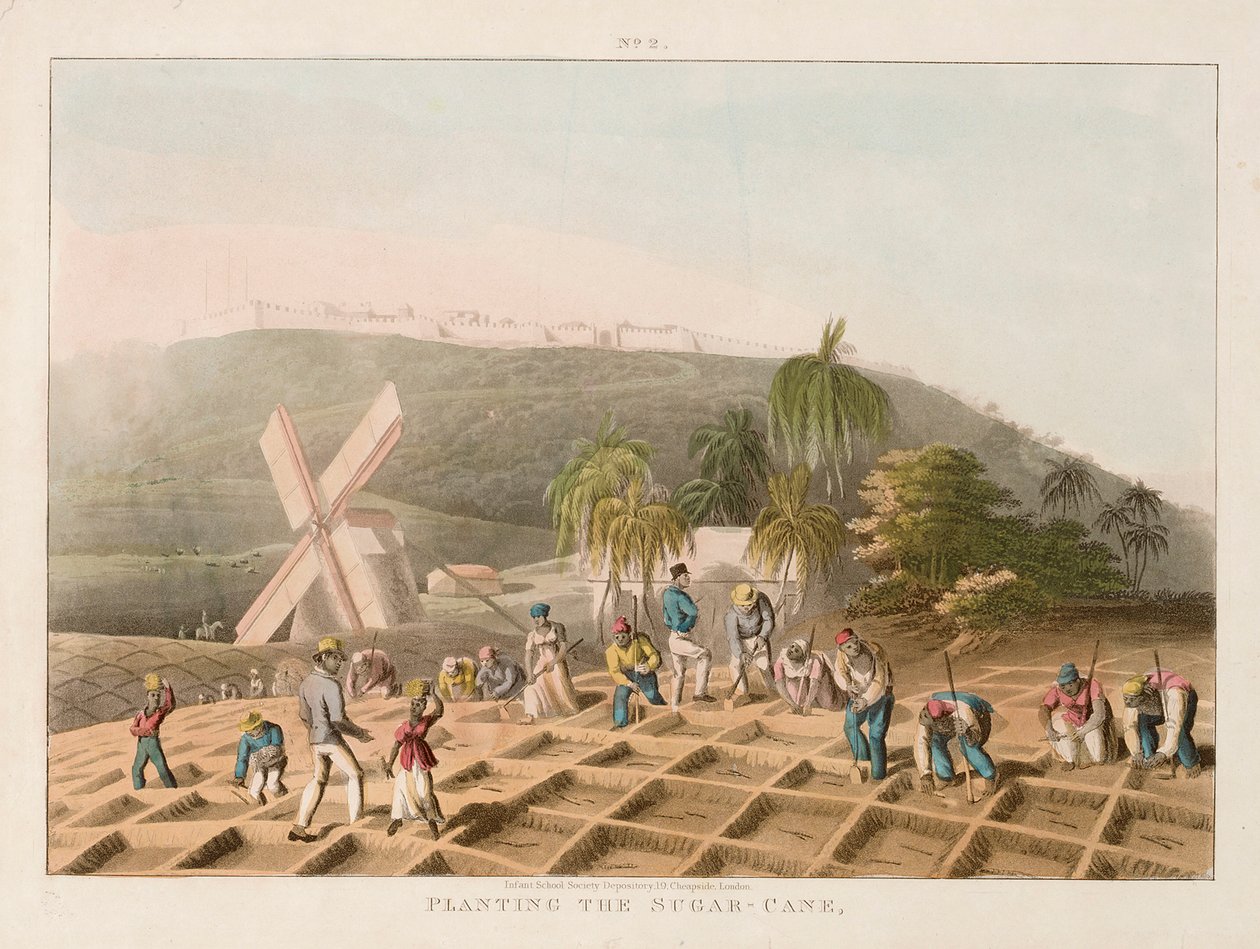 Plantation de la canne à sucre - William Clark