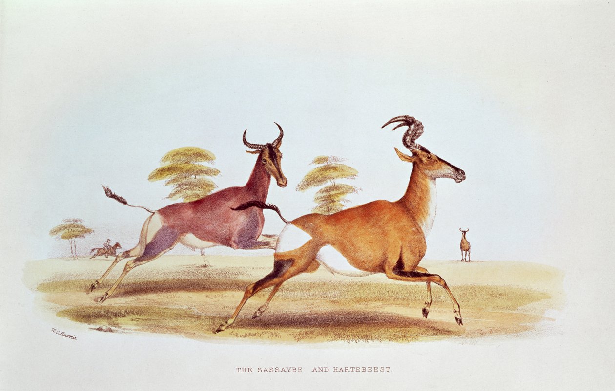 Le Sassaybe et le Hartebeest, illustration de 