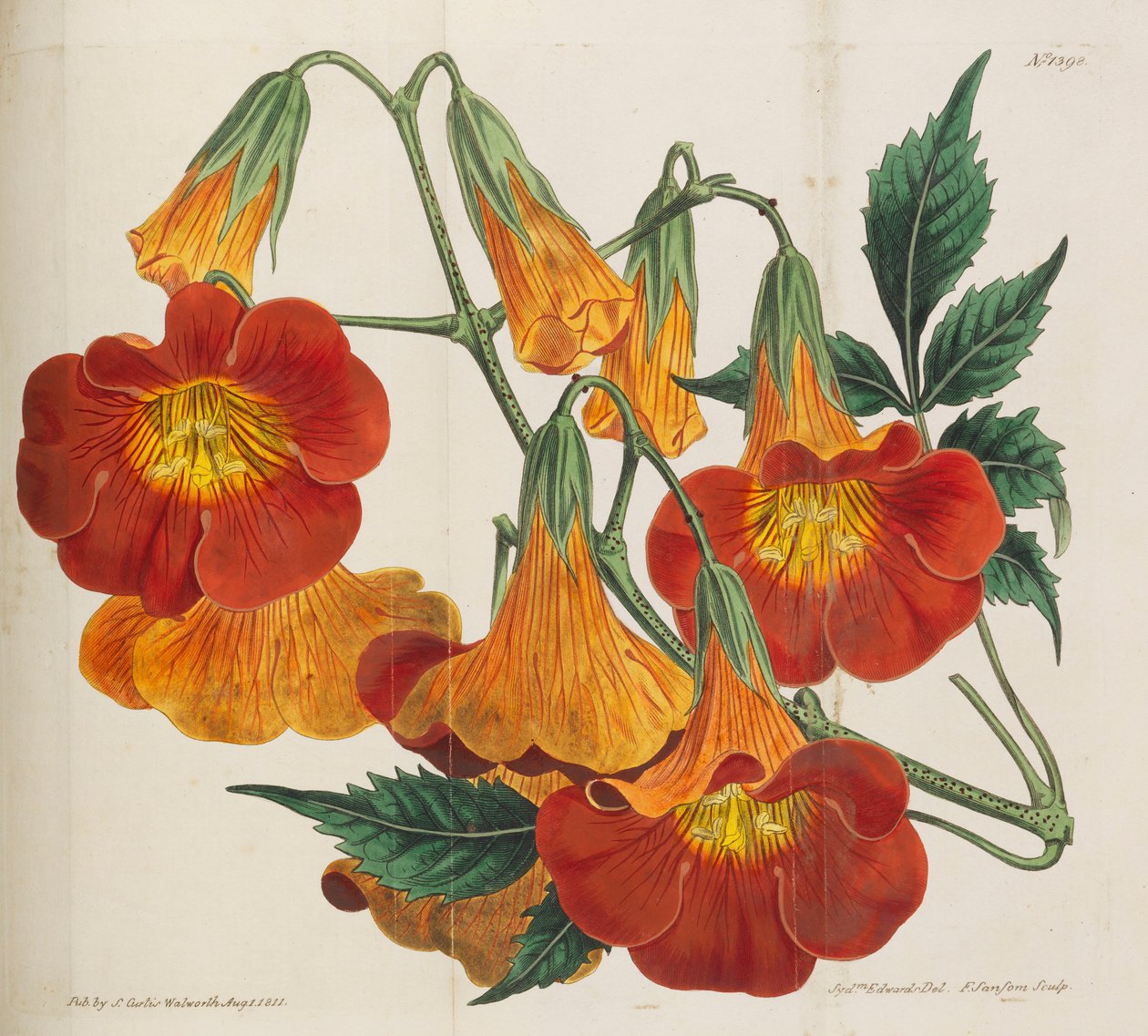 Magazine botanique, 1787-1833 - William Curtis