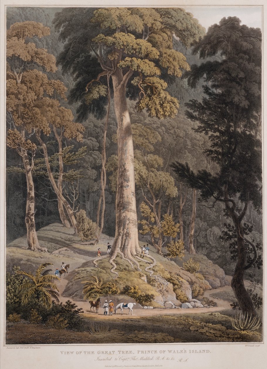 Vue du Grand Arbre, île du Prince de Galles - William Daniell