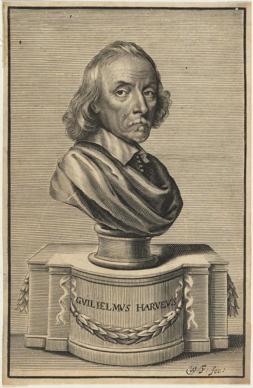 William Harvey, M.D. - William Faithorne