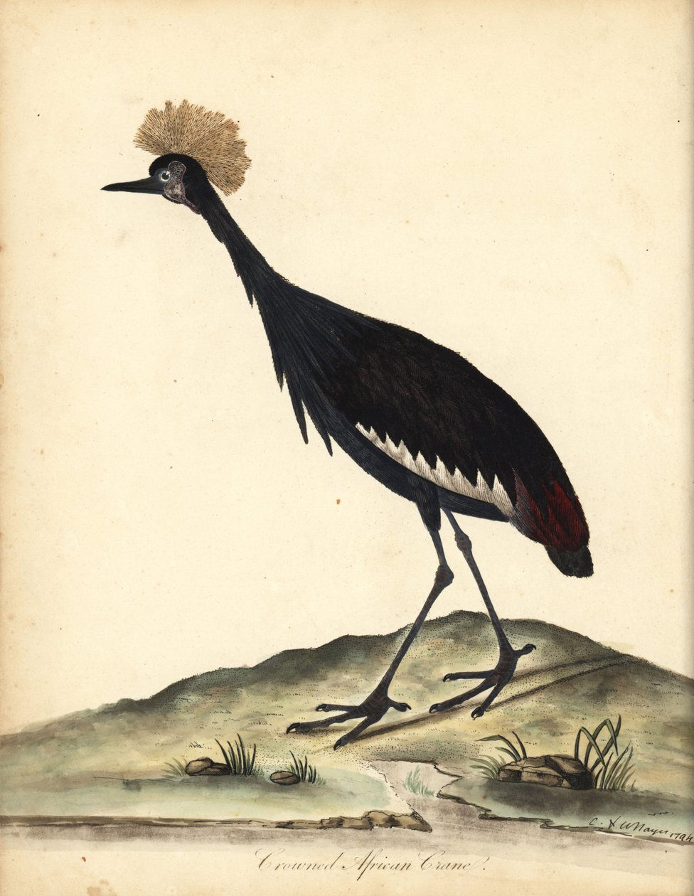 Grue couronnée noire, Balearica pavonina - William Hayes