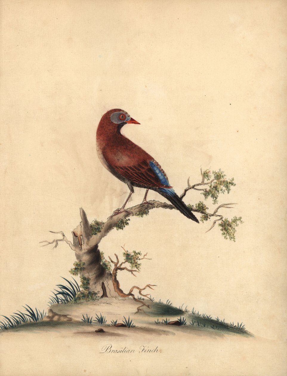 Grenadier commun, Uraeginthus granatinus, originaire d
