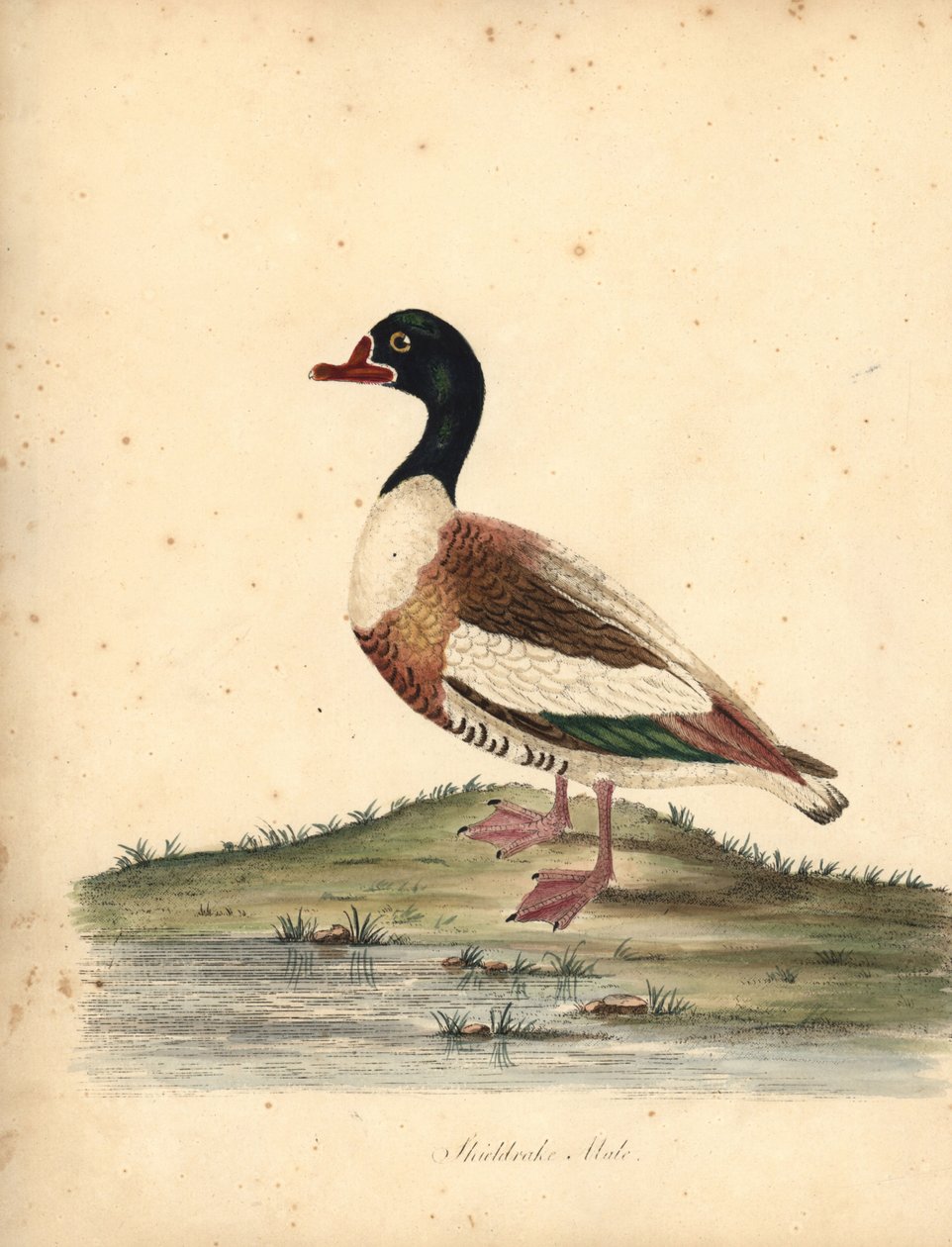 Tadorne de Belon, Tadorna tadorna. Gravure à la main en couleur d