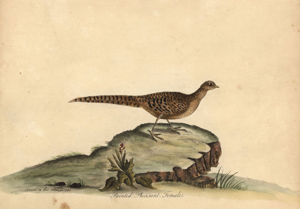 Faisan doré ou chinois, Chrysolophus pictus, femelle - William Hayes