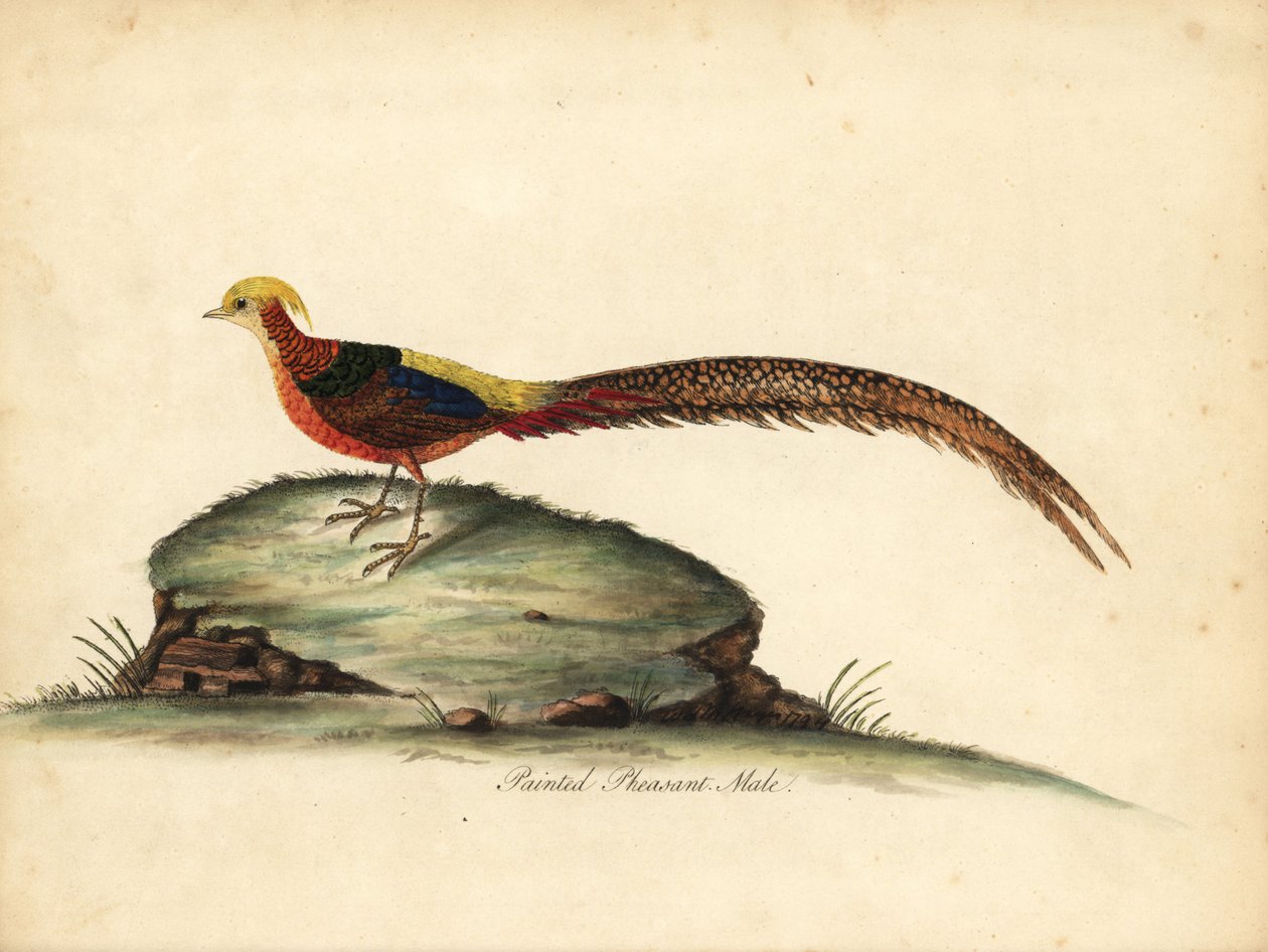 Faisan doré ou chinois, Chrysolophus pictus, mâle. Gravure à la main en cuivre d