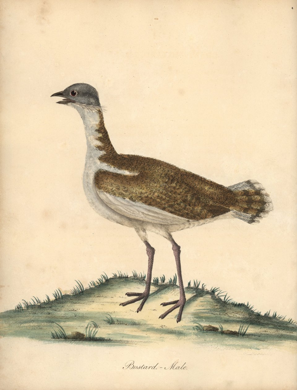 Grande outarde, Otis tarda, mâle. Gravure à la main d