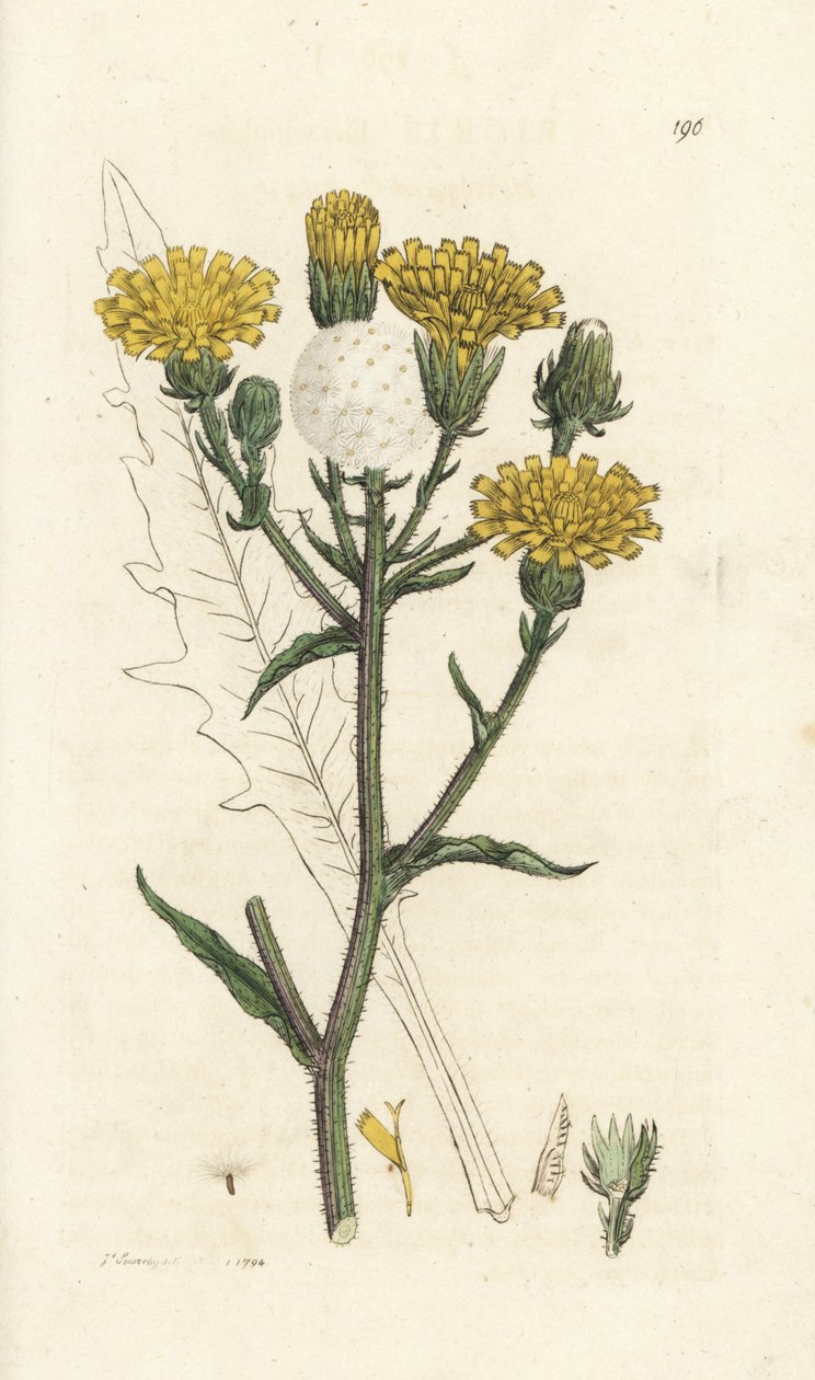 Langue de boeuf, Picris hieracioides. Gravure à la main en cuivre par James Sowerby de 