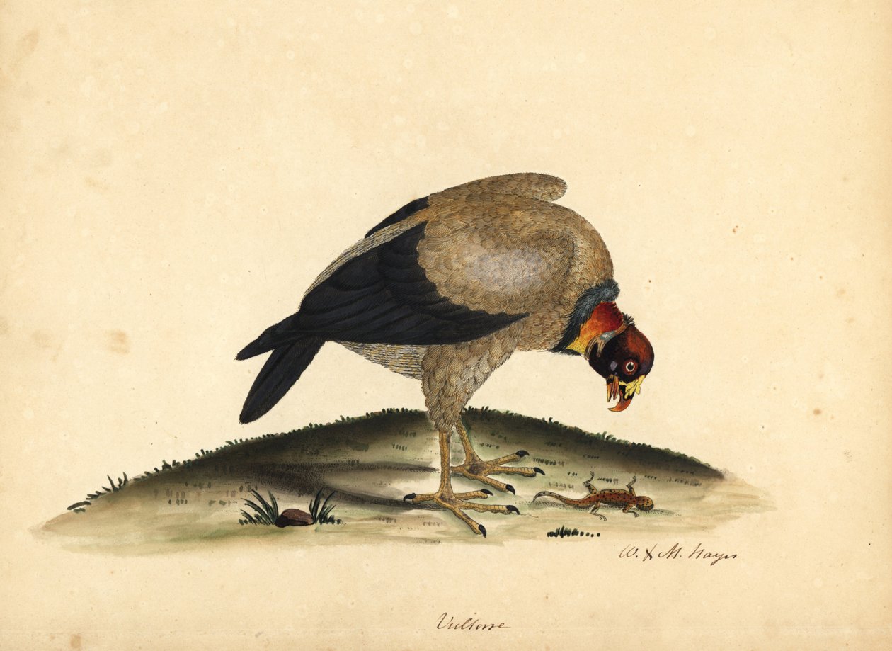 Vautour pape, Sarcoramphus papa - William Hayes